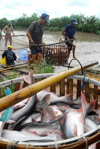 Cá tra chập chờn 'đường bơi'