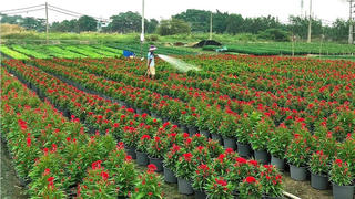 Nông dân ngoại ô tất bật vụ hoa Tết