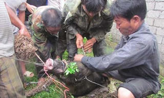 Lợn rừng thuần hoá tấn công nhiều người dân