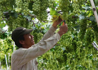 Màu xanh trên vùng đất khô cằn