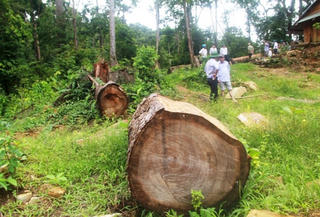 Gian nan cuộc chiến giữ rừng