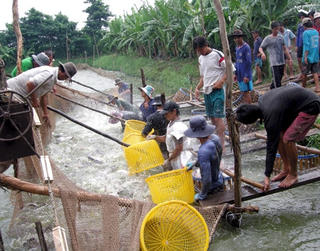 Người nuôi cá tra gặp khó
