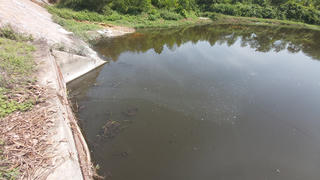 Trại lợn ngàn con gây ô nhiễm nguồn nước