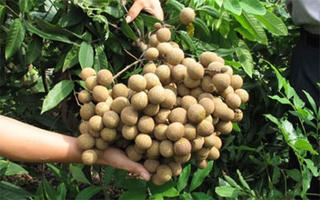 Mất mùa, giá nhãn tăng hơn mọi năm