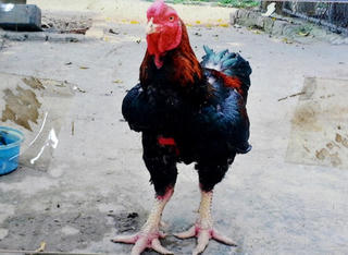 Gà tiến vua, có tiền mua không dễ