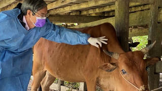 Bệnh viêm da nổi cục trên trâu, bò