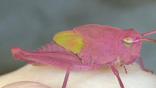 Châu chấu màu hồng