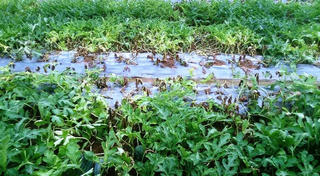 Quảng Nam: Vẫn bám trụ nghề trồng dưa hấu