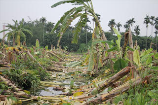 Điều tra vụ hơn 3.000 cây chuối bị chặt phá ở Phú Thọ