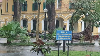 Hà Nội: Cây đổ trong sân trường, 4 học sinh bị thương