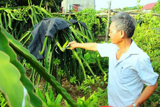 Ông Hải thanh long
