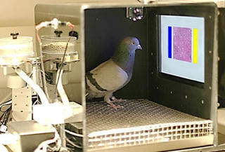 Bồ câu chẩn đoán ung thư chuẩn như bác sỹ