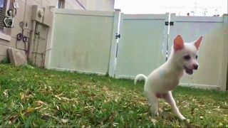 Chú chó chào đời chỉ với 2 chân
