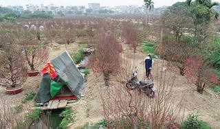 Hải Dương kêu gọi giải cứu đào tết giúp người dân