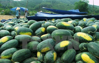 Xuất khẩu dưa hấu, thanh long tăng mạnh
