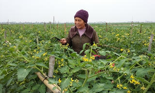 Vốn quý Nam Trực