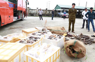 Hà Tĩnh: Bắt xe khách chở hơn 1 tấn sản phẩm động vật đã bốc mùi hôi thối