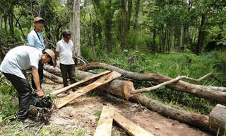 Đắk Lắk: Lâm tặc “xẻ thịt” Vườn quốc gia Yok Đôn
