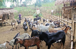 Phát triển lâm nghiệp gắn với kinh tế trang trại ở Thanh Hóa: Hiệu quả kinh tế cao