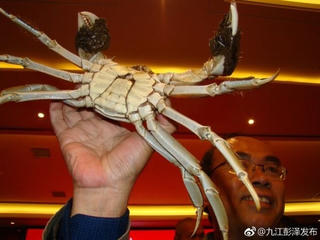 Cặp cua đồng được bán đấu giá gần 3 tỷ đồng