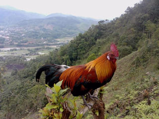 Con gà nhà Mường