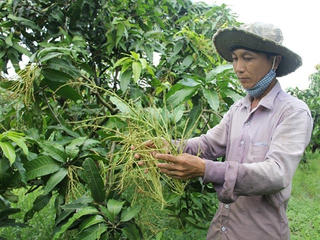 Thời tiết dị thường, nông dân điêu đứng