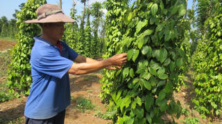 Phú Yên: Giá tiêu tăng lên 100.000 đồng/kg
