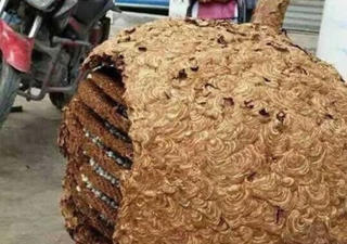 Tổ ong khổng lồ nặng đến 40kg