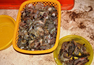 Tôm bơm tạp chất, vấn nạn của ngành thuỷ sản