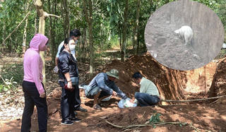 Đang làm rõ nguồn gốc 138 con heo chết chôn trái phép trong vườn cao su