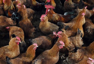 Xử lý cơ sở giết mổ không đạt chuẩn