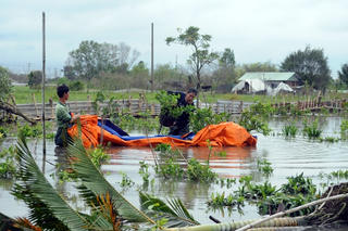 TP Hồ Chí Minh: Làng hoa, cây cảnh phục vụ Tết bị thiệt hại nặng nề