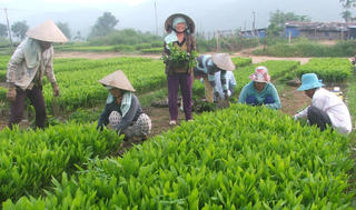Người Phú Yên trồng rừng