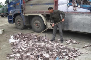 Bắt vụ vận chuyển hơn 21 tấn mực khô đã bốc mùi hôi thối