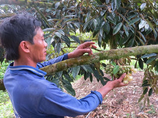 Mưa trái mùa  nông dân điêu đứng