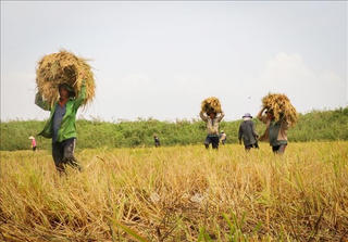 Chiều nay, Chính phủ họp về vấn đề lúa gạo xuống giá