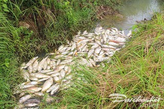 Quảng Ngãi: Đã tìm ra nguyên nhân cá chết ở xã Bình Trung