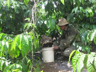 Tây Nguyên: Chăm sóc cà phê sau thu hoạch