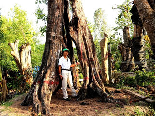 Khu vườn sưu tầm cổ thụ giá trị hàng chục tỷ đồng
