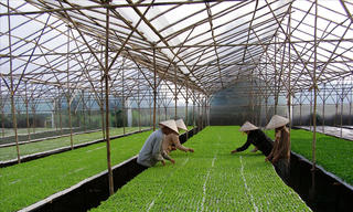 Triển khai nông nghiệp 4.0: Nông dân bỡ ngỡ