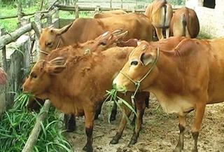 Bình Định: Hơn 6.254 tỉ đồng phát triển chăn nuôi bò thịt