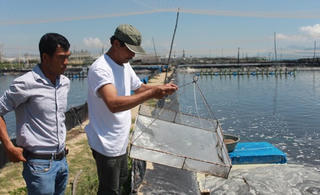 Bắt đầu vòng chung khảo Cuộc thi 'Tôi là nông dân 4.0'