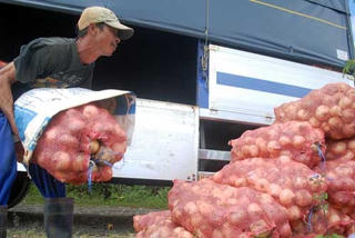 Đà Lạt: Hành tây được giá