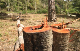 Giữ rừng nhưng ai giữ?