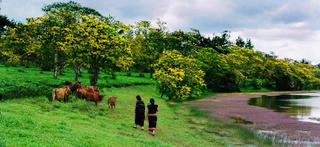 Huyện Chư Prông (Gia Lai) : Xuân mới no ấm đến mọi nhà