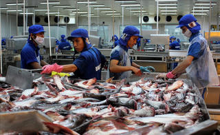 Cần Thơ: Gạo và thuỷ sản vẫn là mặt hàng xuất khẩu chủ yếu