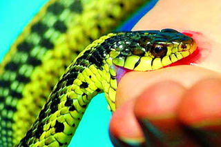 Mùa mưa bão, đề phòng rắn cắn