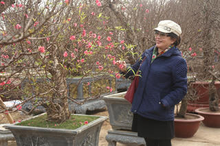 Làng đào Nhật Tân: Nhộn nhịp khách mua, cây đào cổ thụ vẫn được ưa chuộng