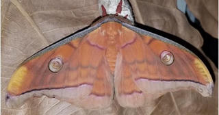 Thủ phạm gây hiện tượng 'sâu lạ ăn trụi lá' ở Bình Dương