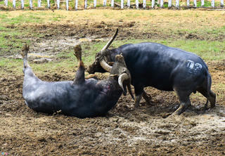 Kiểm tra công tác tổ chức lễ hội chọi trâu tại Vĩnh Phúc